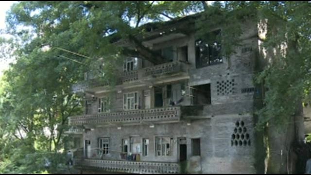 arboles_china_13
