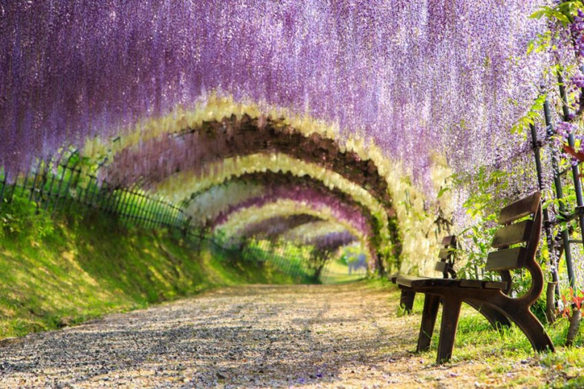 Túnel de las glicinias en flor de los jardines Kawachi Fuji (Kitakyushu, Japón) Túnel de las glicinias en flor de los jardines Kawachi Fuji (Kitakyushu, Japón)