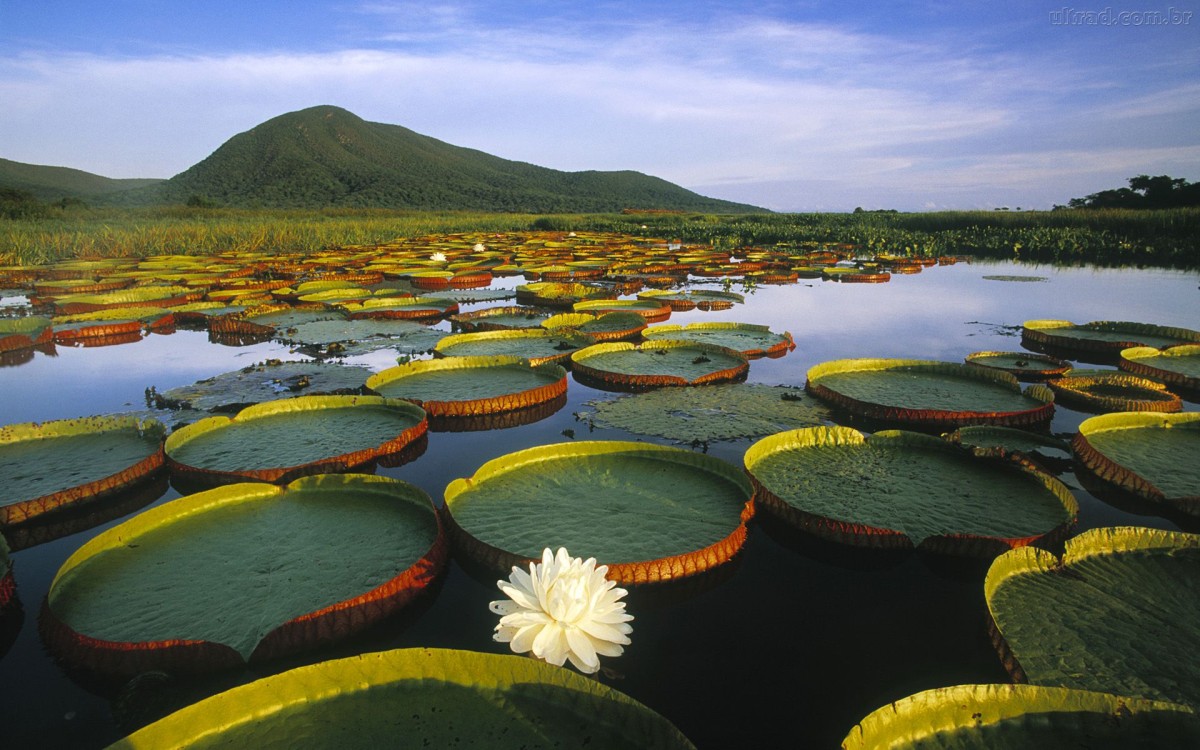 bosque-lluvioso-amazonas2