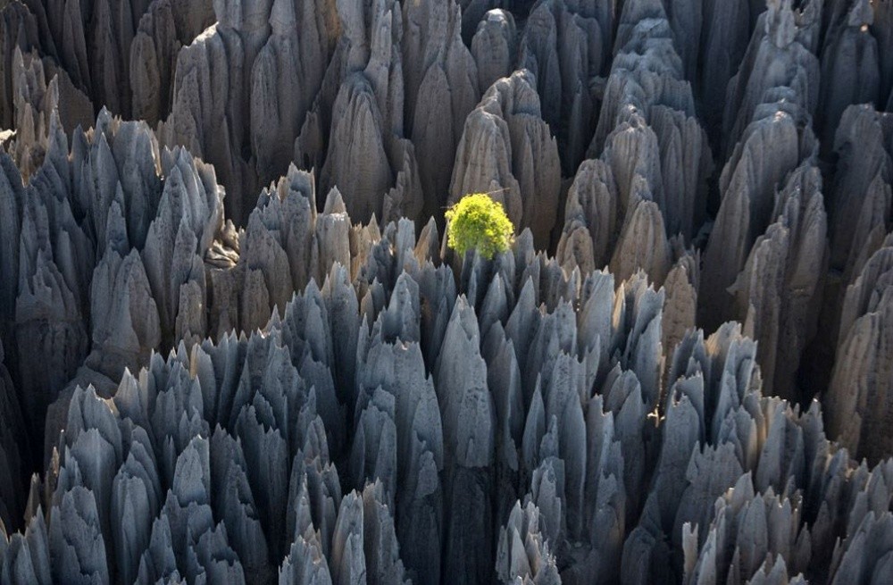 tsingy-bemaraha-bosque-rocas-madagascar