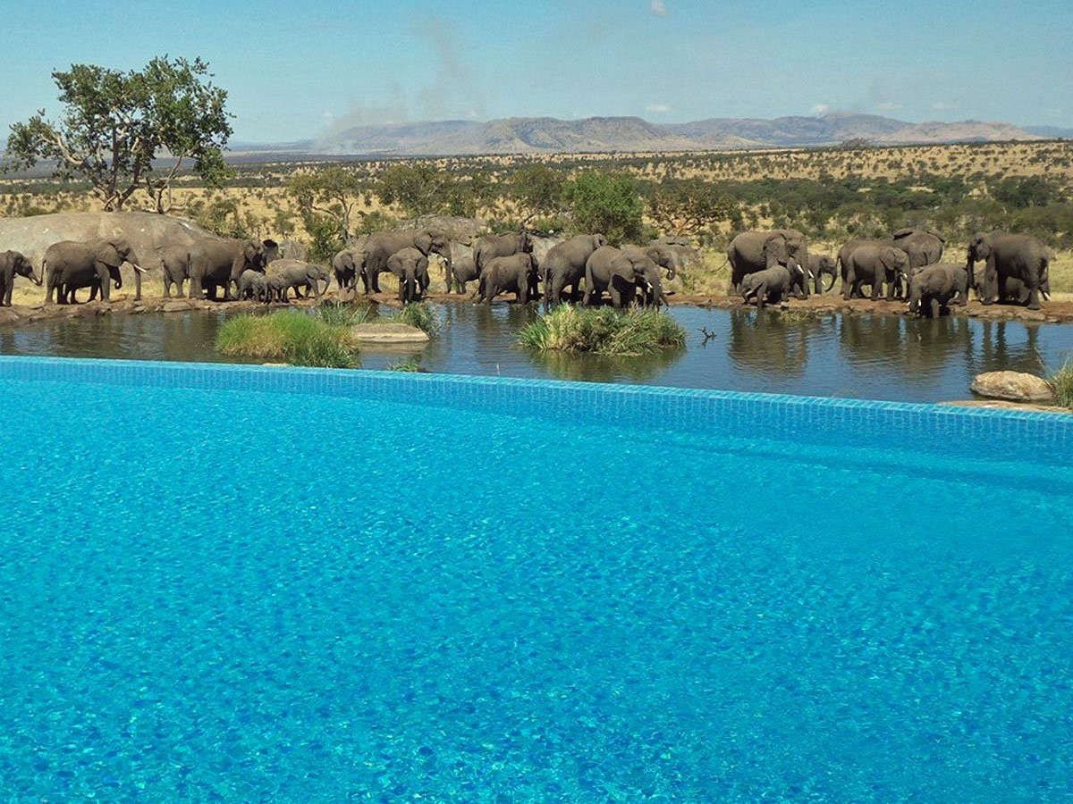 the-four-seasons-safari-lodge-serengeti-in-tanzania-lets-you-swim-while-watching-elephants-at-a-