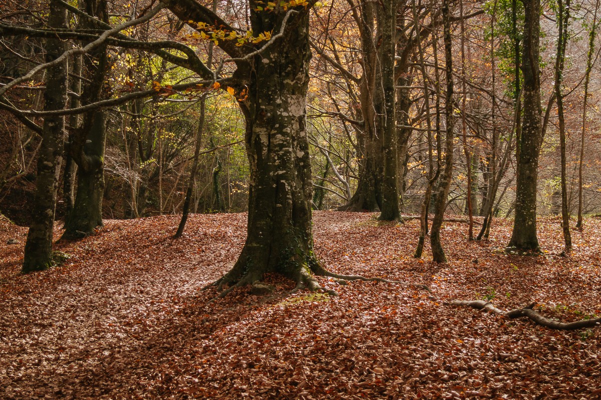 Bosque Urederra Navarra