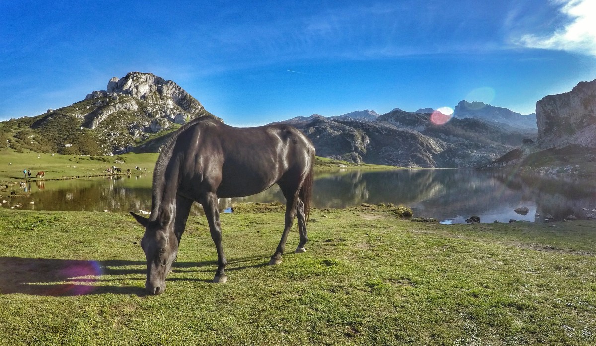 Lagos de Covadonga