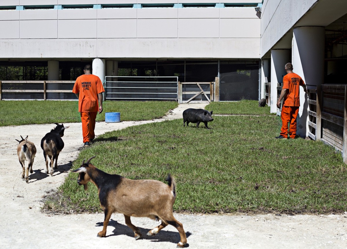 El centro penitenciario con animales en EEUU