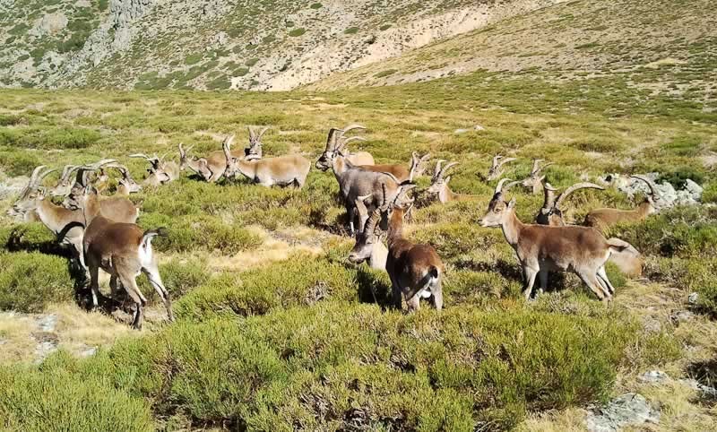 Parque Nacional de la Sierra de Guadarrama