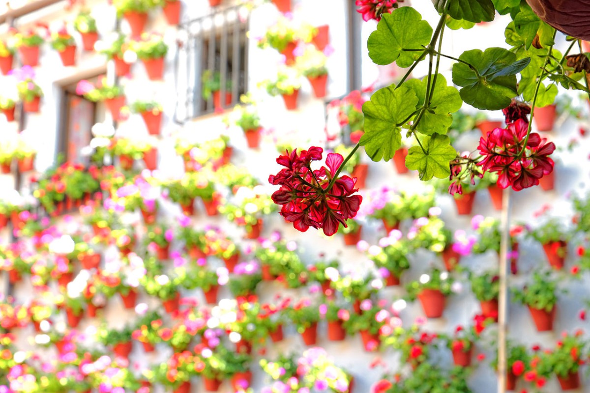 Festival de los Patios de Córdoba