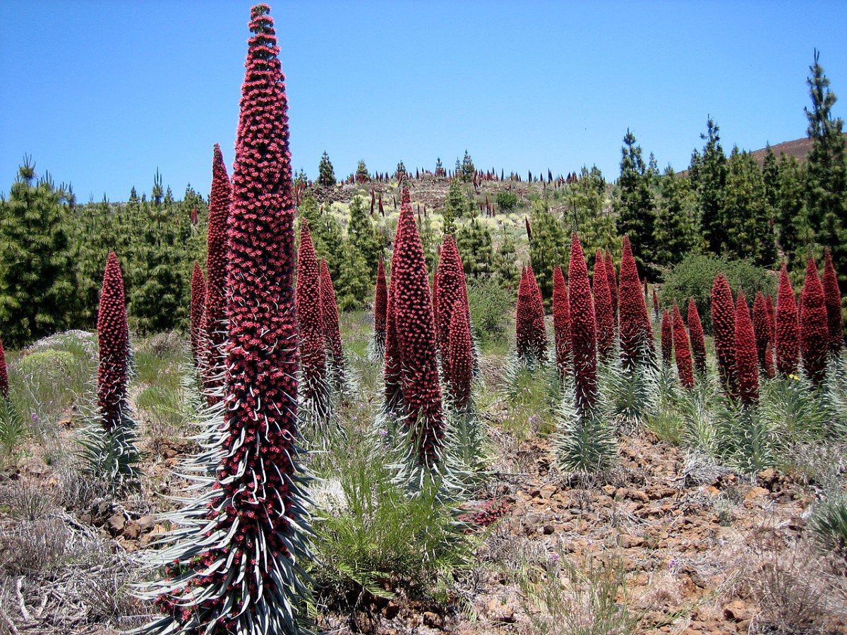 Parque Nacional del Teide