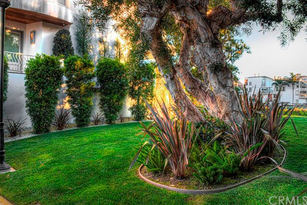 ice-cube-buys-house-in-marina-del-ray-ca-tree