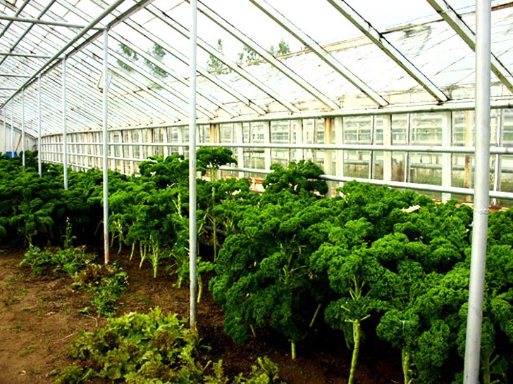Solheimar Greenhouse