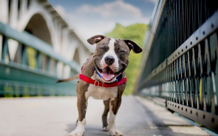 dogbuddy