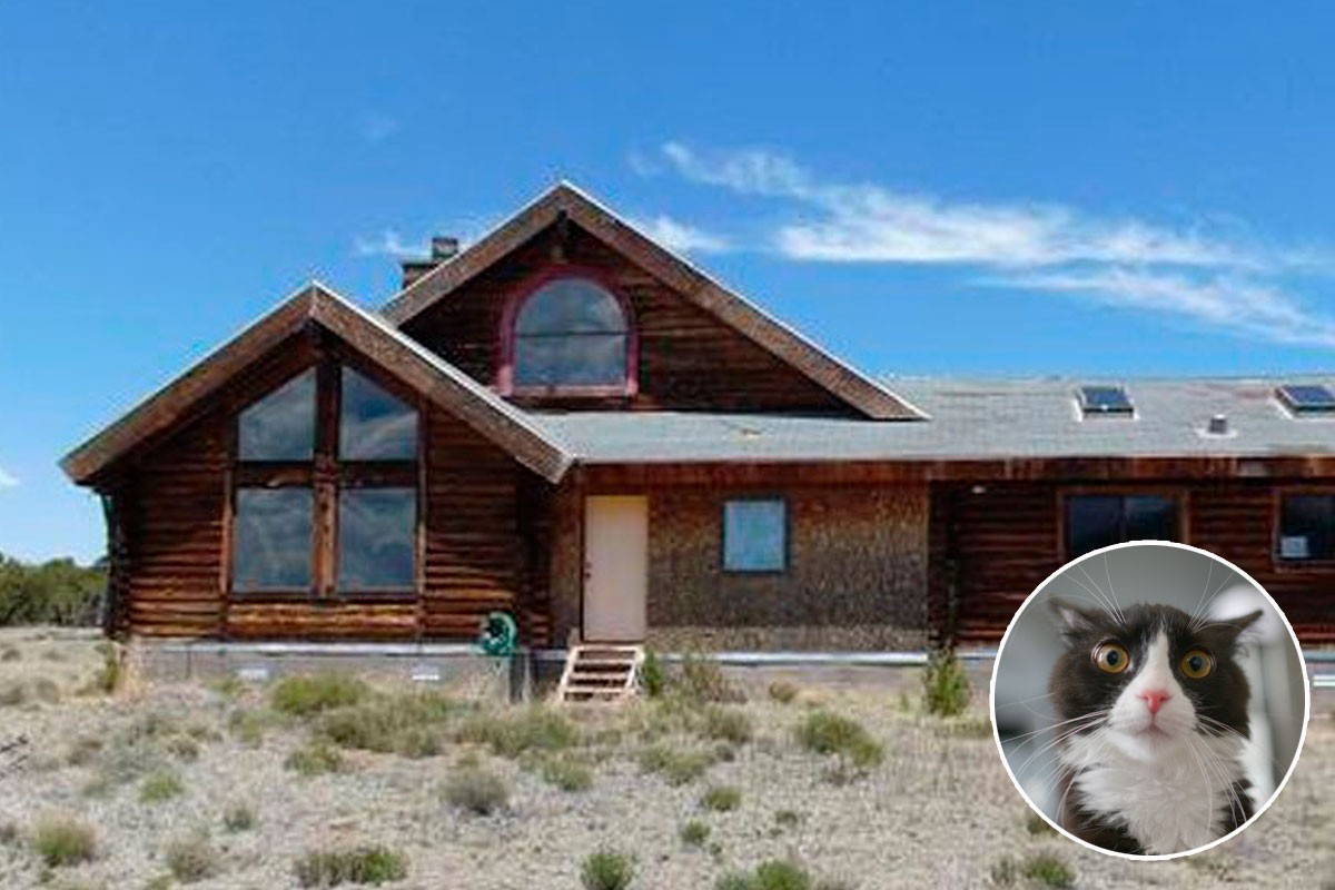 La casa para gatos más loca del mundo jamás vista