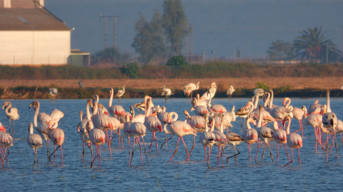 Parque Nacional de Doñana