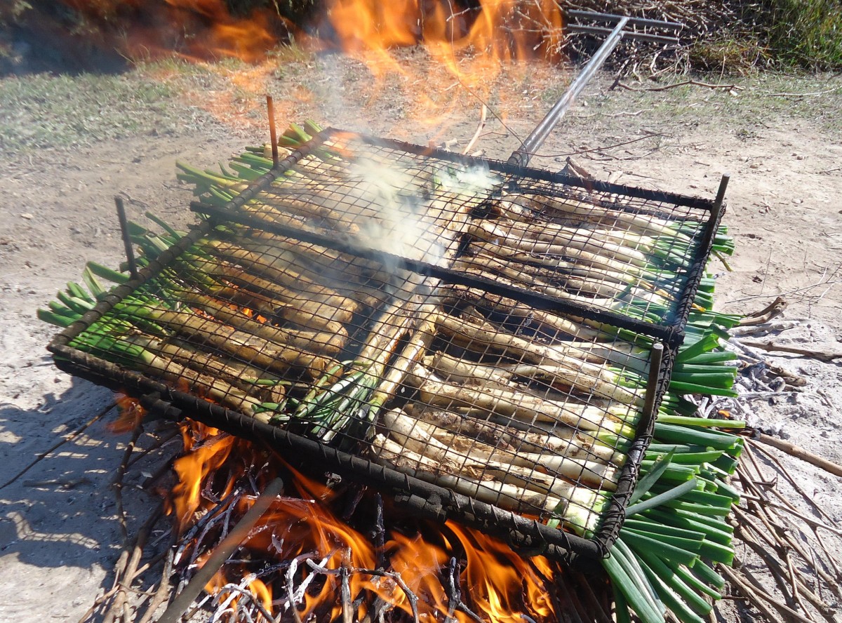 Calçots