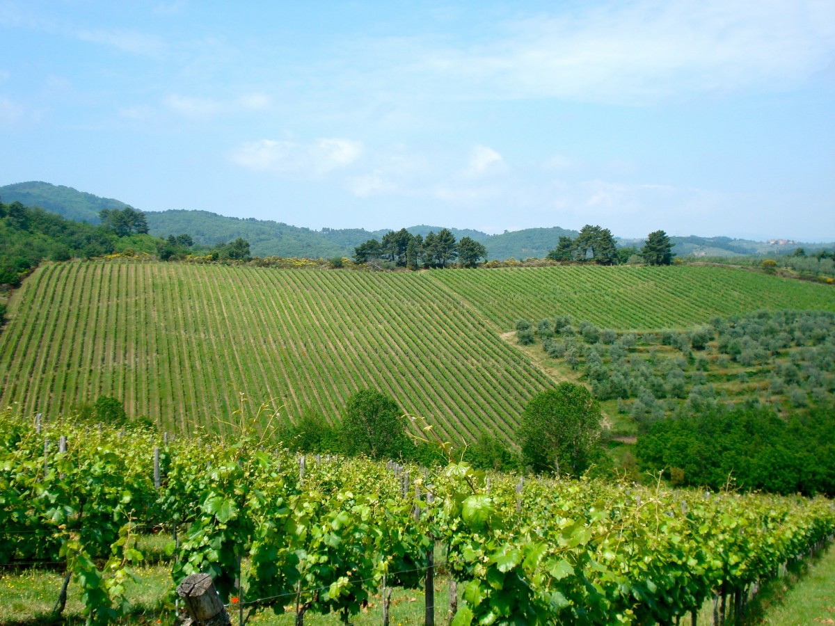 Ruta del Vino Tierras de Arezzo