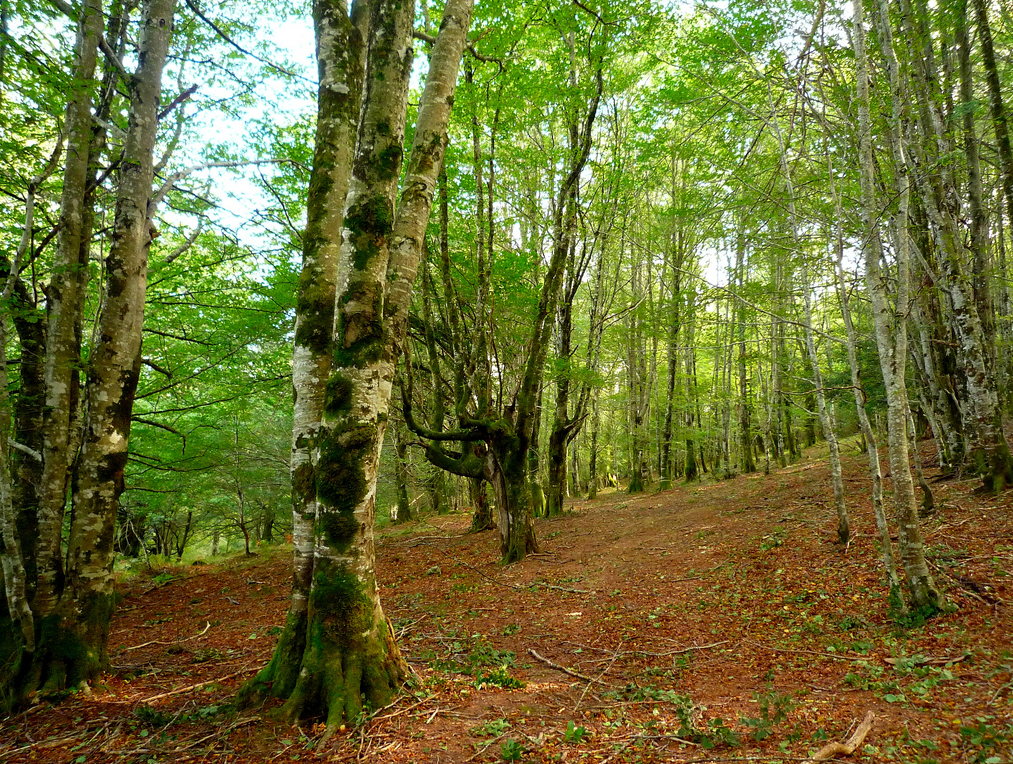 3. Parque Natural de Saja-Besaya Parque Natural de Saja-Besaya