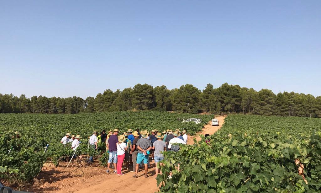 Ruta del Vino de Utiel-Requena