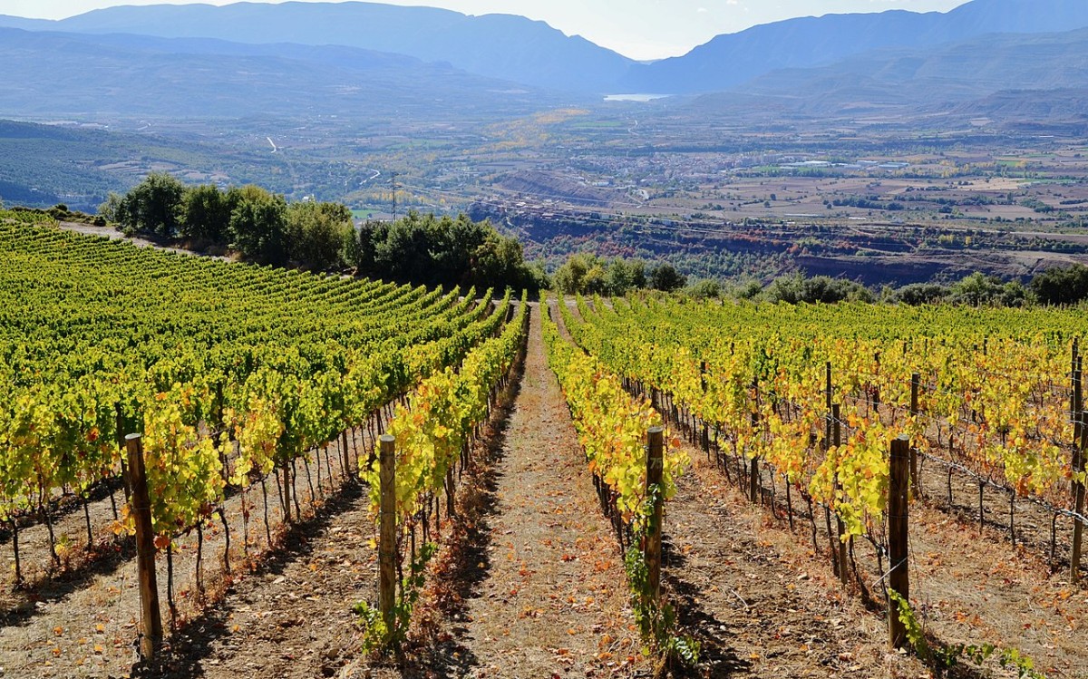 Ruta del Vino de Lleida - Costers del Segre