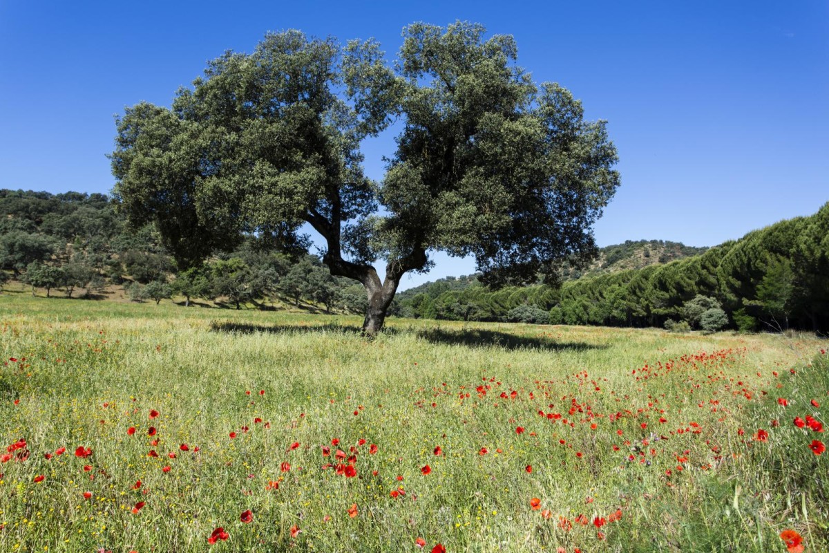 1. Turismo rural: Sierra Norte de Sevilla Sierra Norte de Sevilla