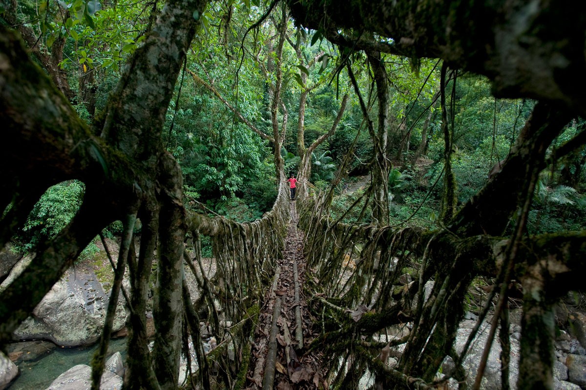 Living Root Bridge