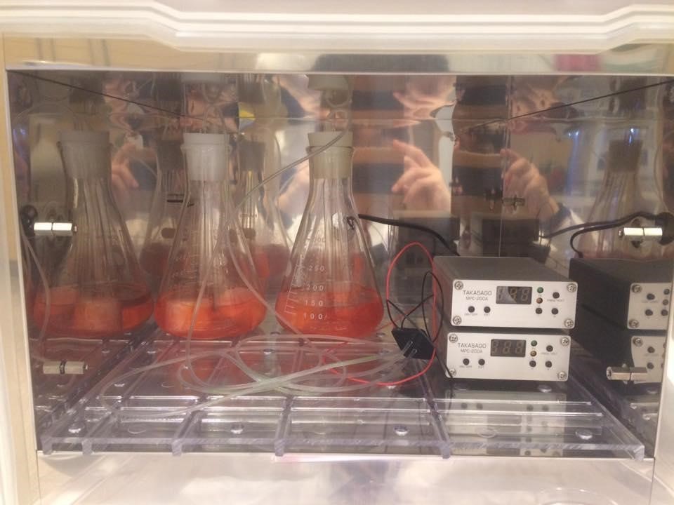 De electrodomésticos con wifi al microondas que cultiva carne: así será la cocina del futuro