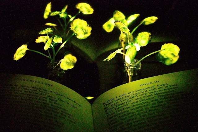 Inventos increíbles para dar 'vida' a tu casa