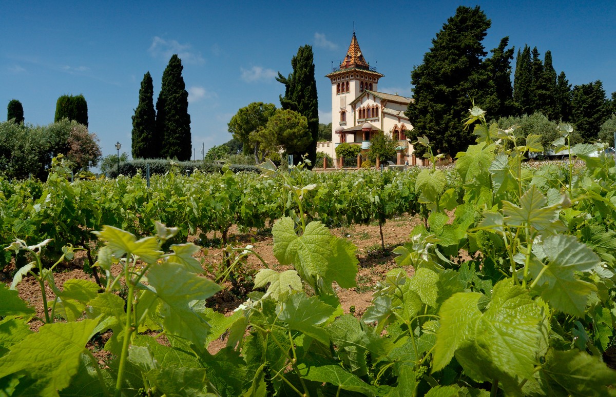 Escapada de enoturismo: Ruta del Vino del Penedés