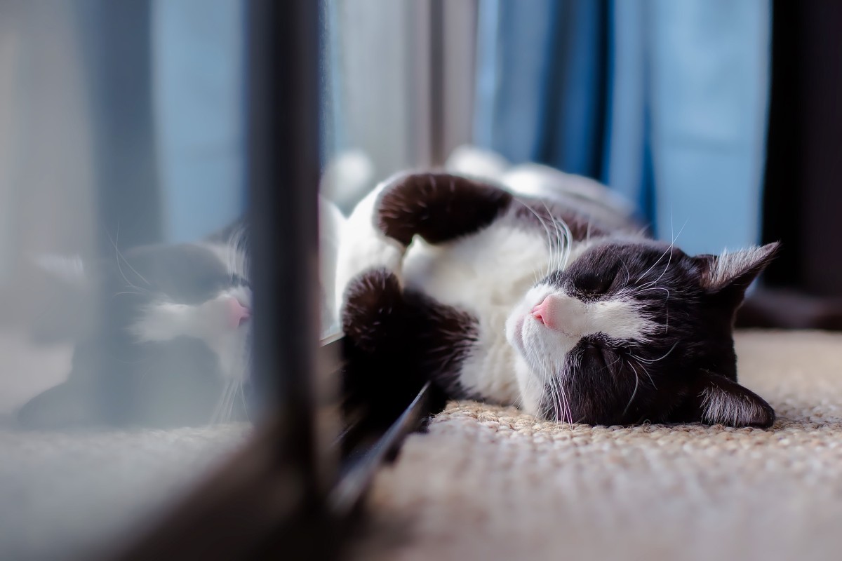 Qué hacer con la mascota durante la visita de un comprador a la casa