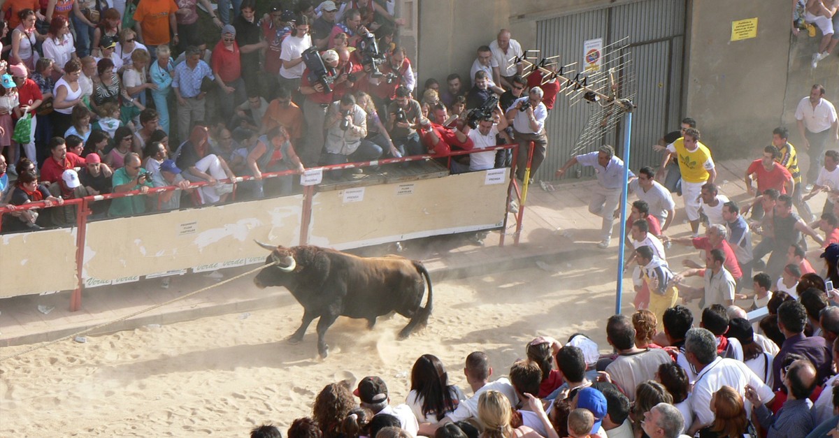 This traditional bull running festival in Benavente is safe because the bull is tied up