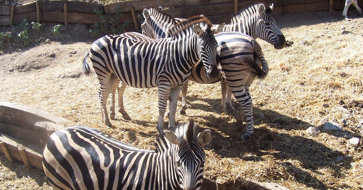 Zebras are among the many types of animals you can see at Selwo Aventura park in Estepona, Malaga