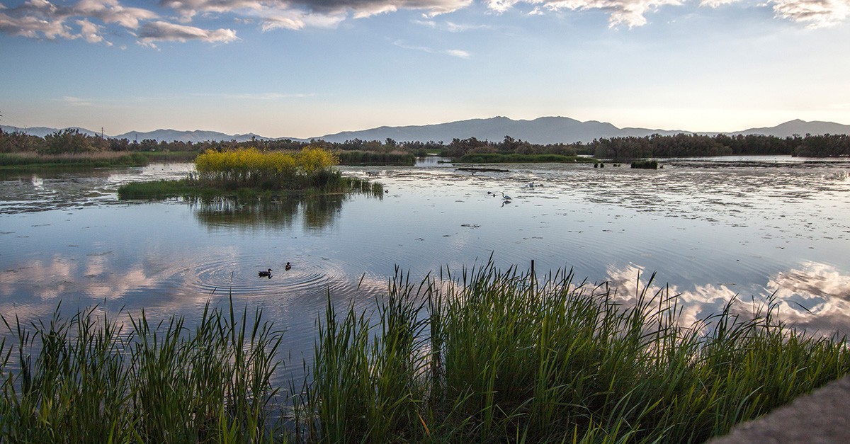 Aiguamolls de l'Empordà wildlife reserve / wikipedia