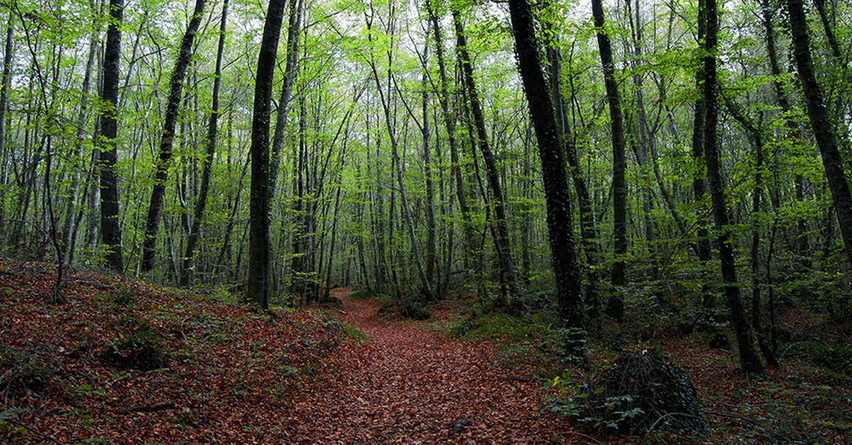 Fageda d'en Jordà woods in La Garrotxa Volcanic Zone / wikipedia