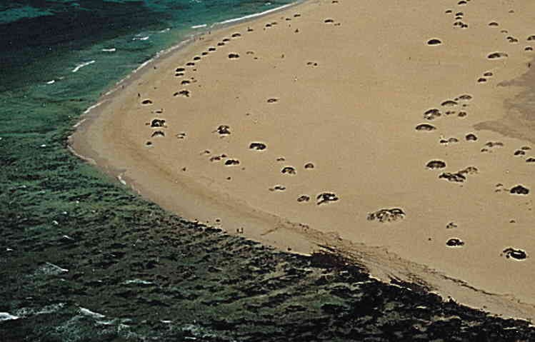 Playa Medano, La Oliva, Fuerteventura / Fuente: mapama.gob.es