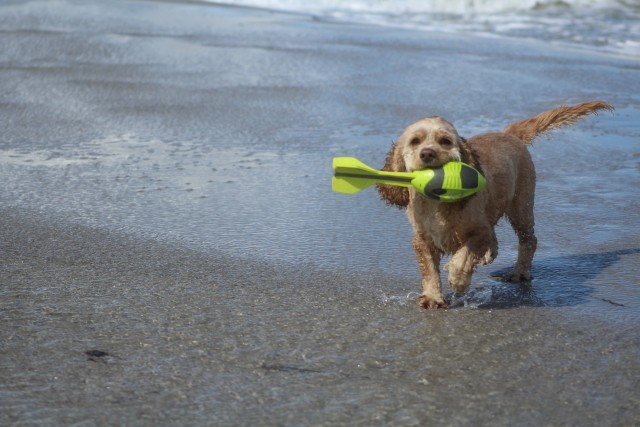 Cocker playing on the beach / pixabay.com/es/users/wildehilde2002-472479/