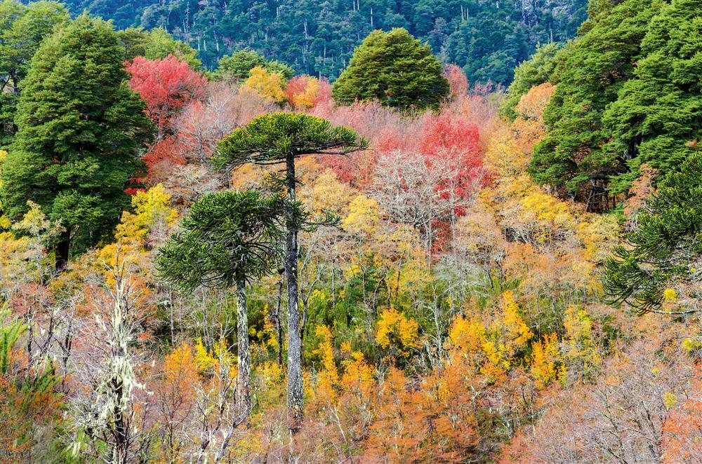 araucania_la_gran_floresta_chilena