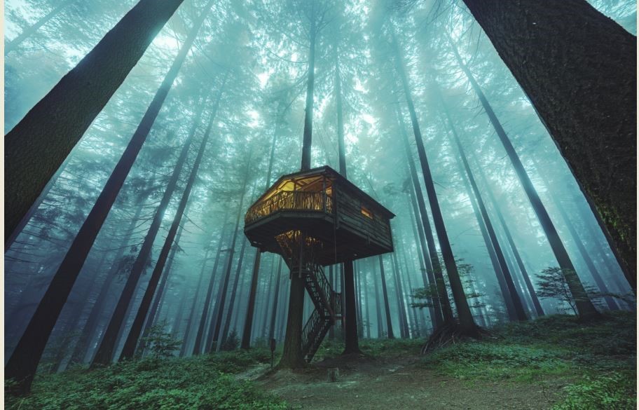 Se mimetizan con el entorno