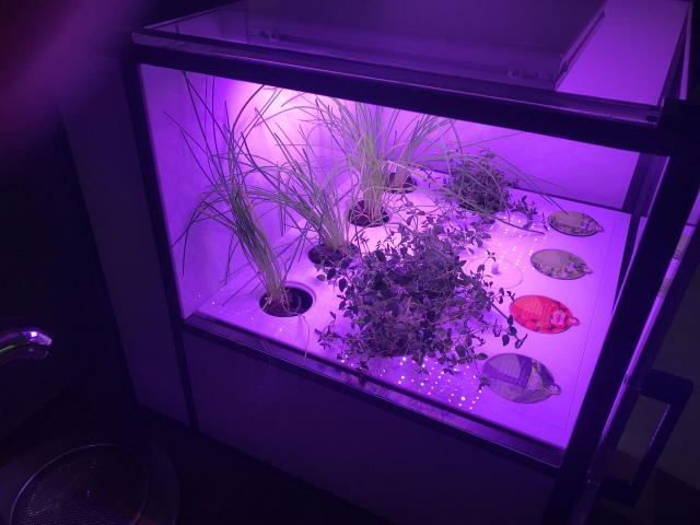 Puedes plantar frutas, flores, verduras...