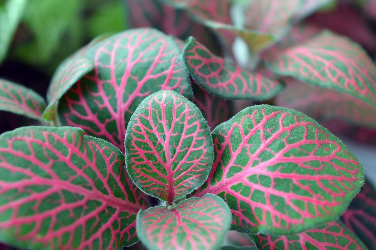 Las plantas que decoran tu casa tendrán 'ojos' para mantenerte a salvo