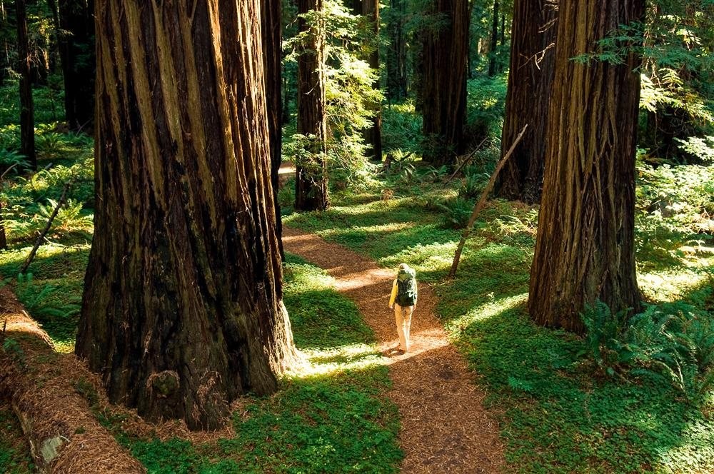 giant_forest_un_hogar_para_gigantes_en_california