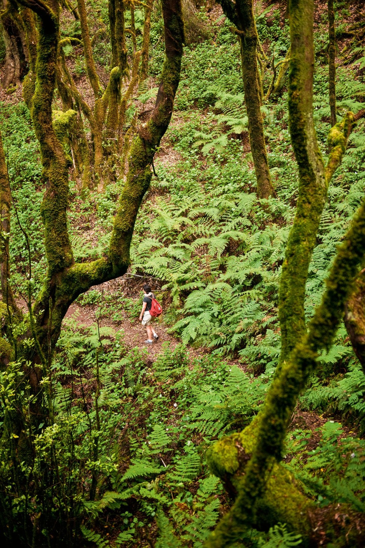 plantas_prehistoricas_en_la_gomera