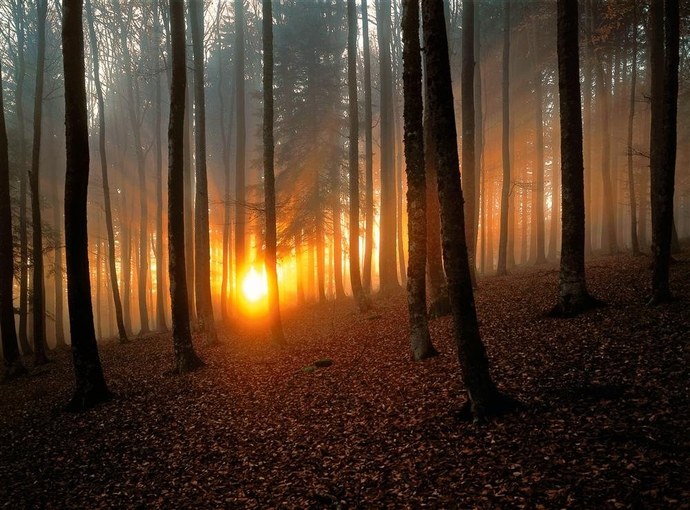 ruta_por_la_selva_negra_alemana