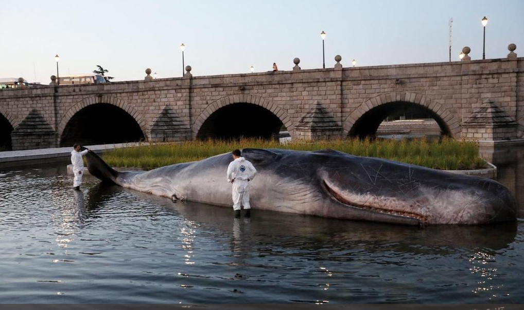 El misterio resuelto del cachalote que ha aparecido en el río Manzanares de Madrid