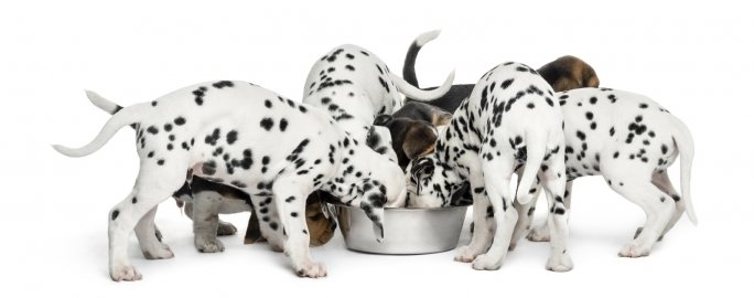 Ocho consejos prácticos que te ayudarán a preparar tu casa para vivir con un perro