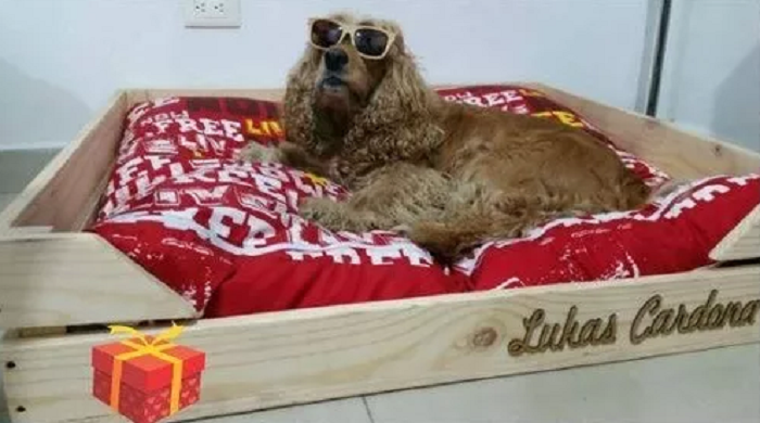 Ocho consejos prácticos que te ayudarán a preparar tu casa para vivir con un perro