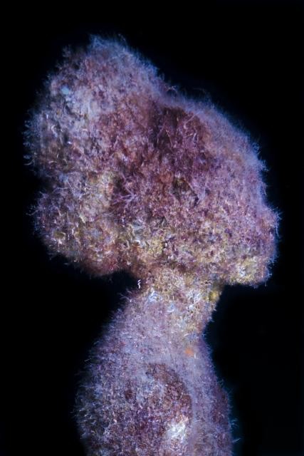 Jason deCaires Taylor