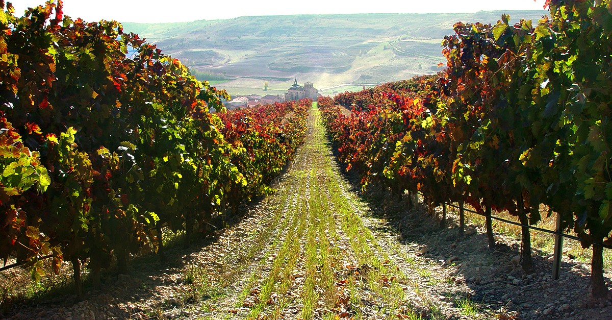bodegasprotos.com bodegasprotos.com