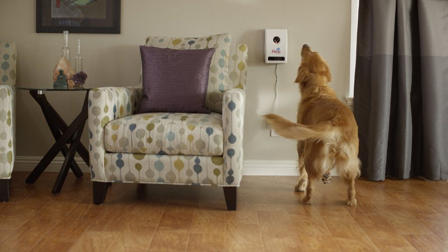 Ocho consejos prácticos que te ayudarán a preparar tu casa para vivir con un perro