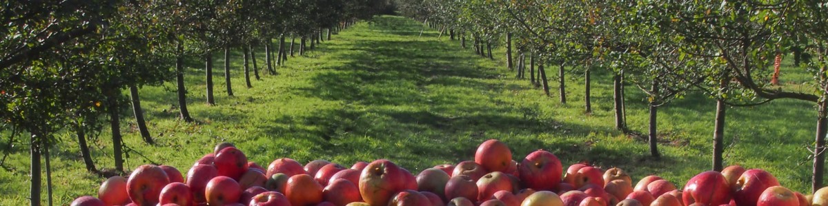 Æble frugtplantager i regionen / lacomarcadelasidra.com