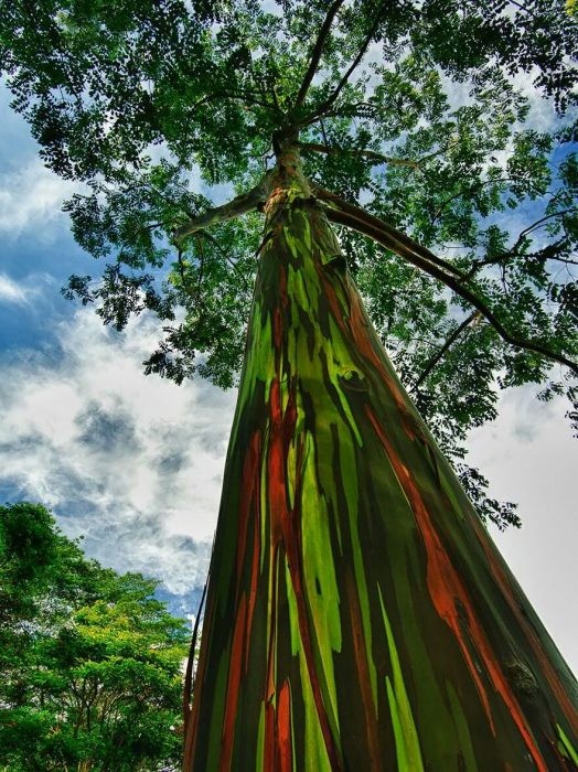 Árboles Arcoíris 3._arboles_arcoiris