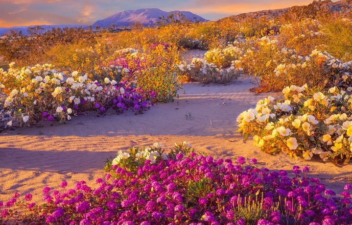 Desierto de flores desierto_de_flores