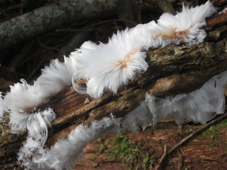 Pelo de hielo pelo_de_hielo